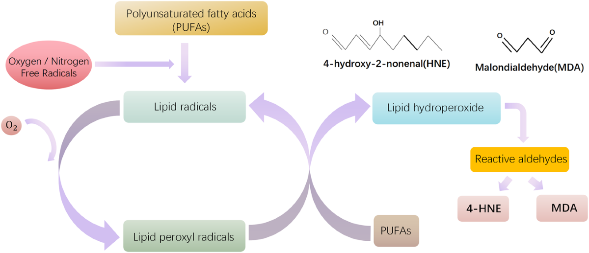 glutathione osteoarthritis Lipid peroxidation in osteoarthritis: focusing on 4-hydroxynonenal,  malondialdehyde, and ferroptosis