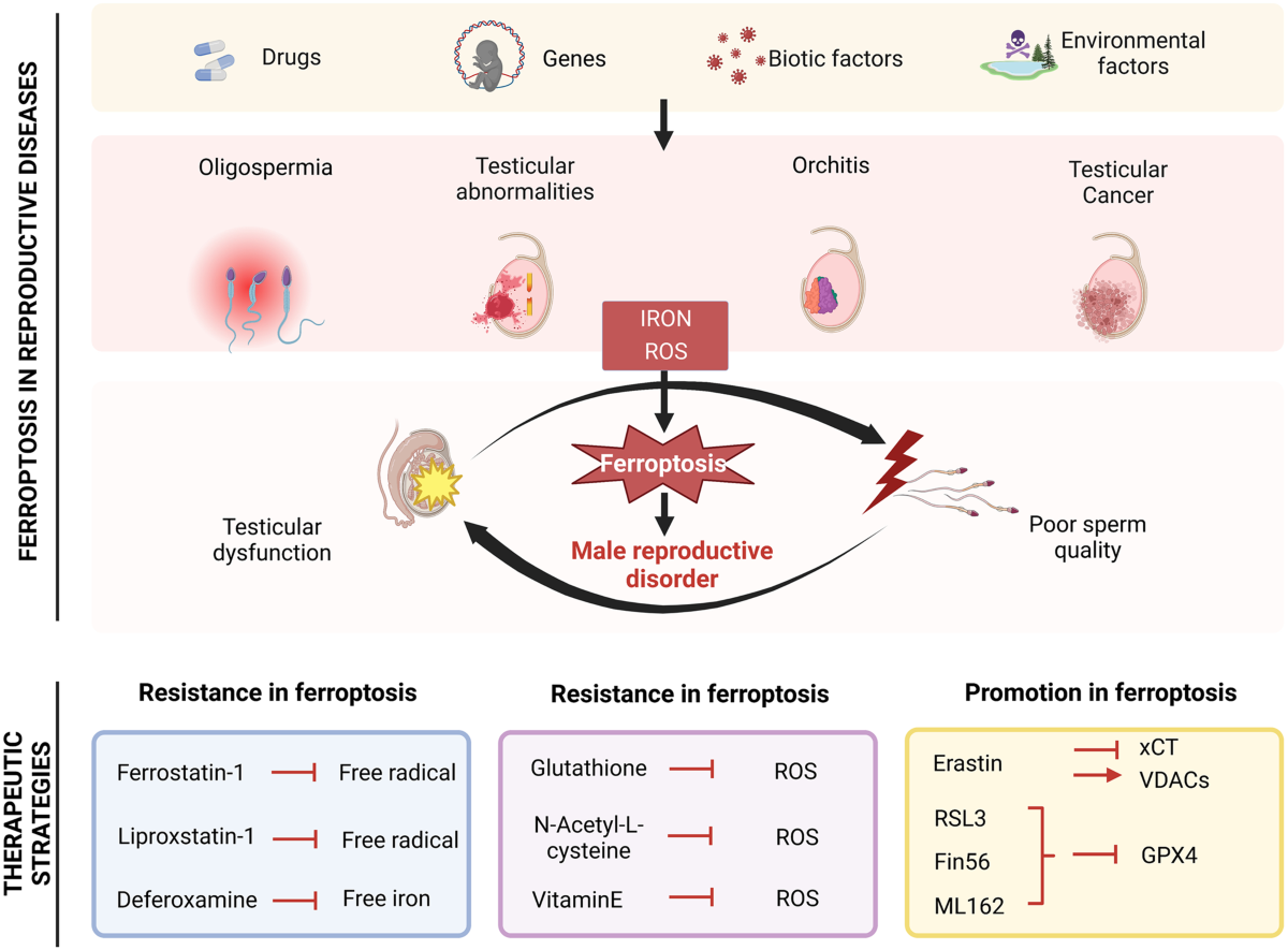 Emerging roles of ferroptosis in male reproductive diseases | Cell Death  Discovery