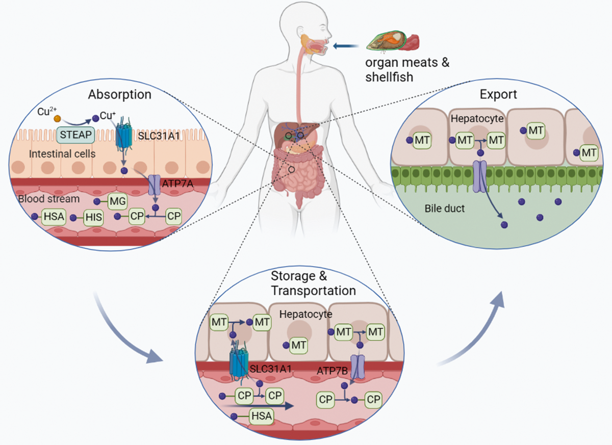 glutathione detox heavy metals Glutathione: A key frontier of heavy-metal detoxification and tolerance in  plants