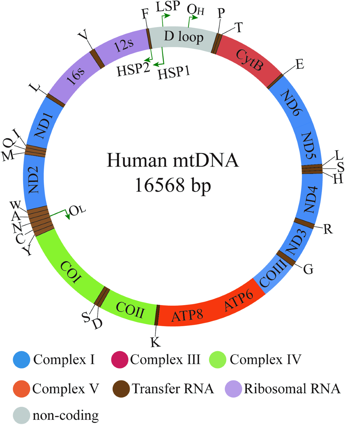 Mitochondria transcription and cancer | Cell Death Discovery ahs-krs-30-btm-dc-ups-00e650a3-redcorrex-pdf-pdf-intellectual-works-electrical-engineering