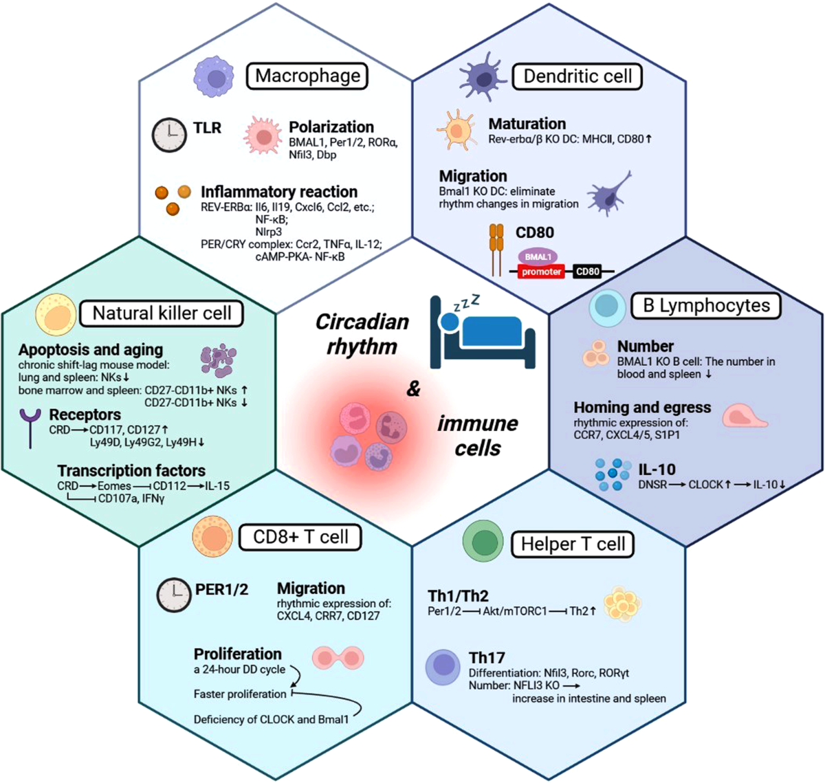 Circadian rhythm immune cell function