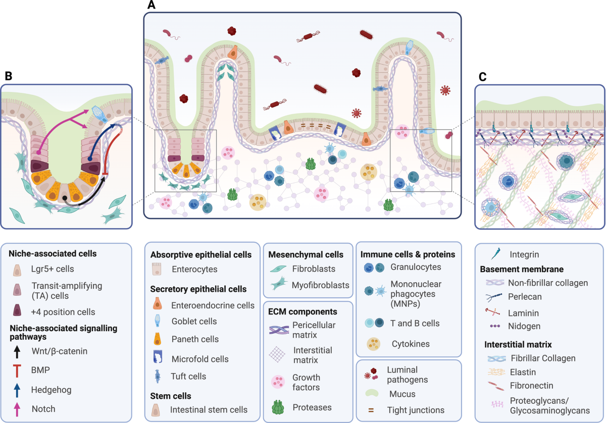 Current understanding of the interplay between extracellular matrix remodelling and gut permeability in health and disease