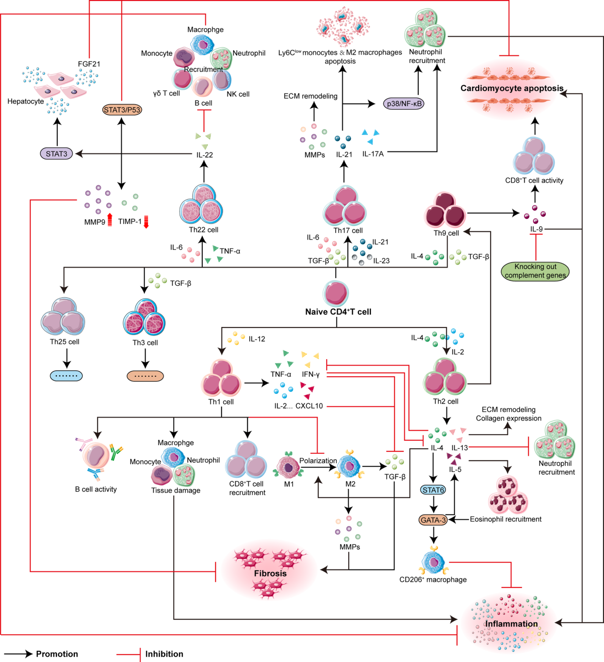 The roles of Th cells in myocardial infarction | Cell Death Discovery 2022-guideline-for-the-management-of-patients-with-spontaneous-intracerebral-hemorrhage-a-guideline-from-the-american-heart-association-american-stroke-association-stroke