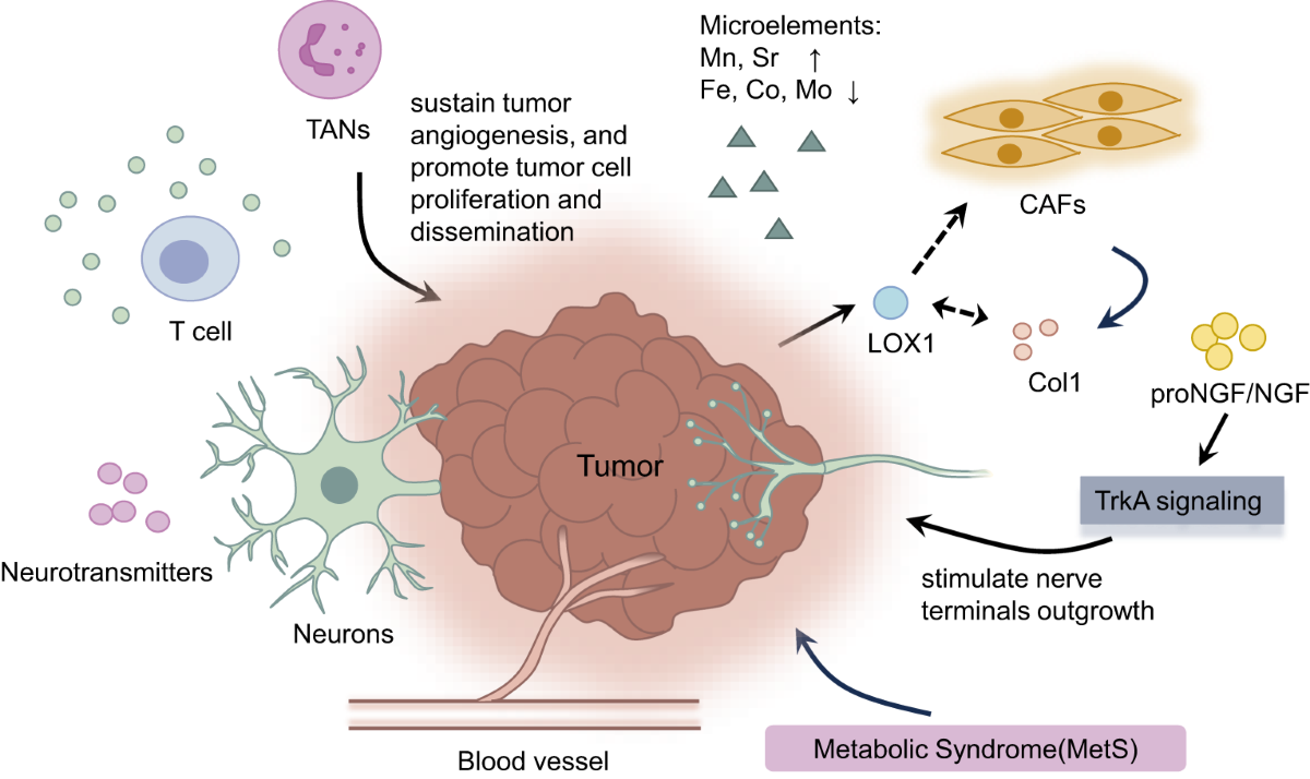 High aggressiveness of papillary thyroid cancer: from clinical evidence to  regulatory cellular networks