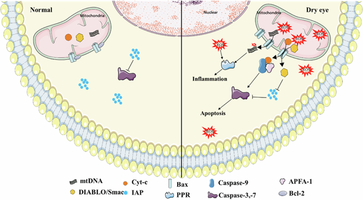 l-carnitine tears dry eye 2009 Topical delivery of Levocarnitine for Disease | DDDT A lot of times Multifaceted mitochondrial as a novel