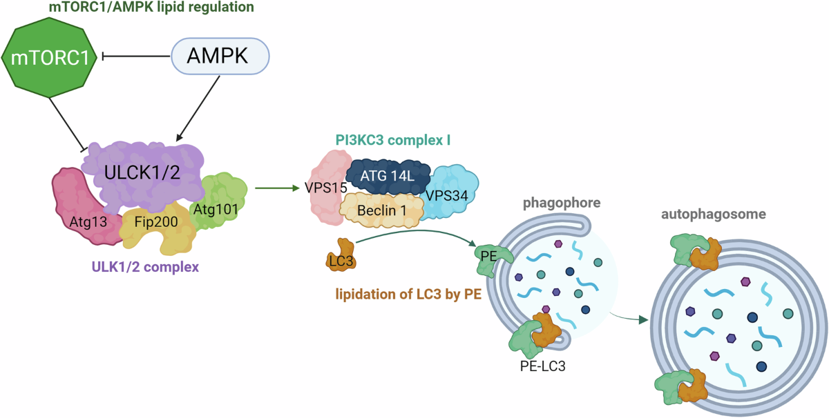 mtor autophagy glutathione Glutaminolysis and Mechanistic target of rapamycin complex 1 (mTORC1) Frontiers | The mTORAutophagy Axis