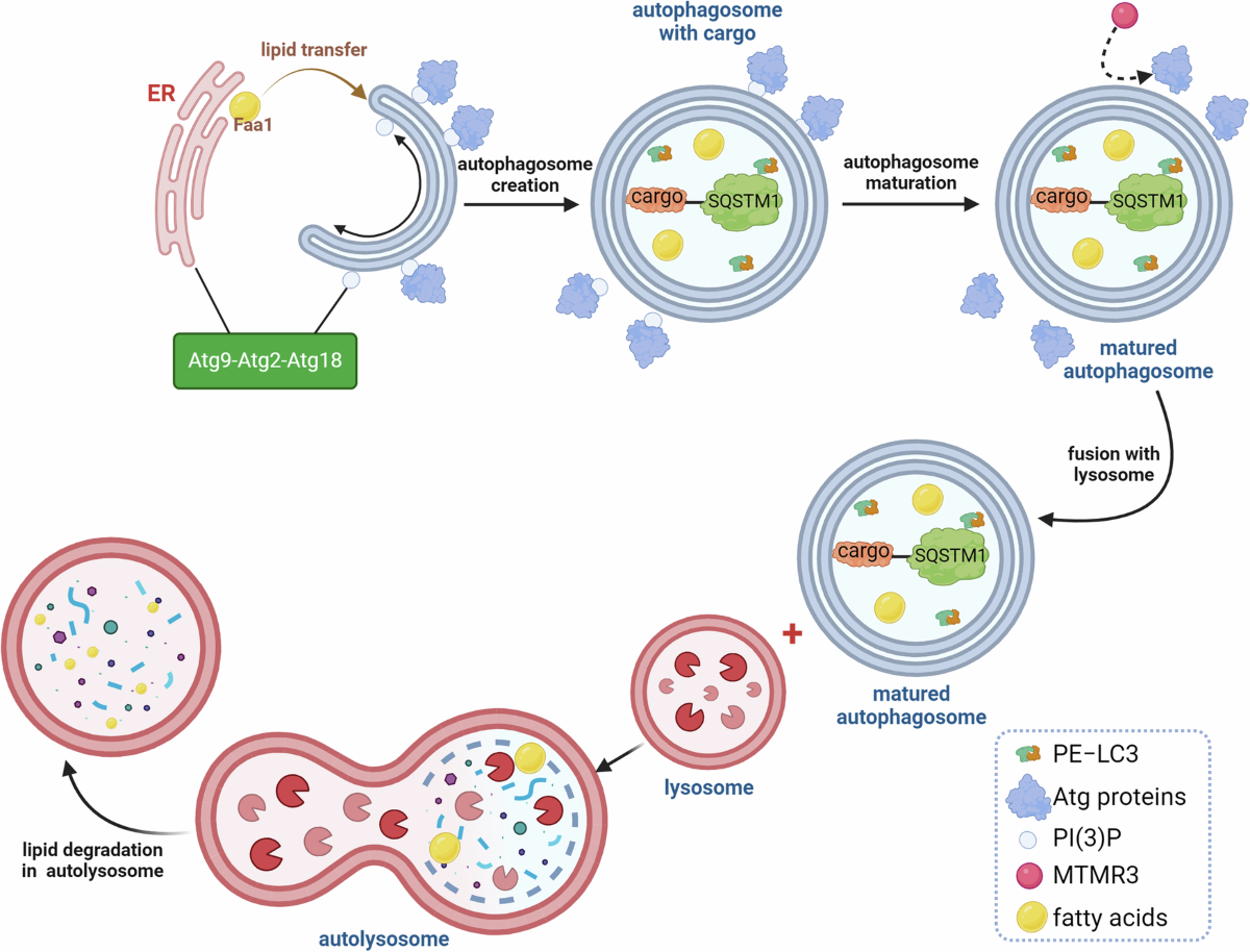 autophagy glutathione lipolysis Lipids associated with autophagy: mechanisms and therapeutic targets
