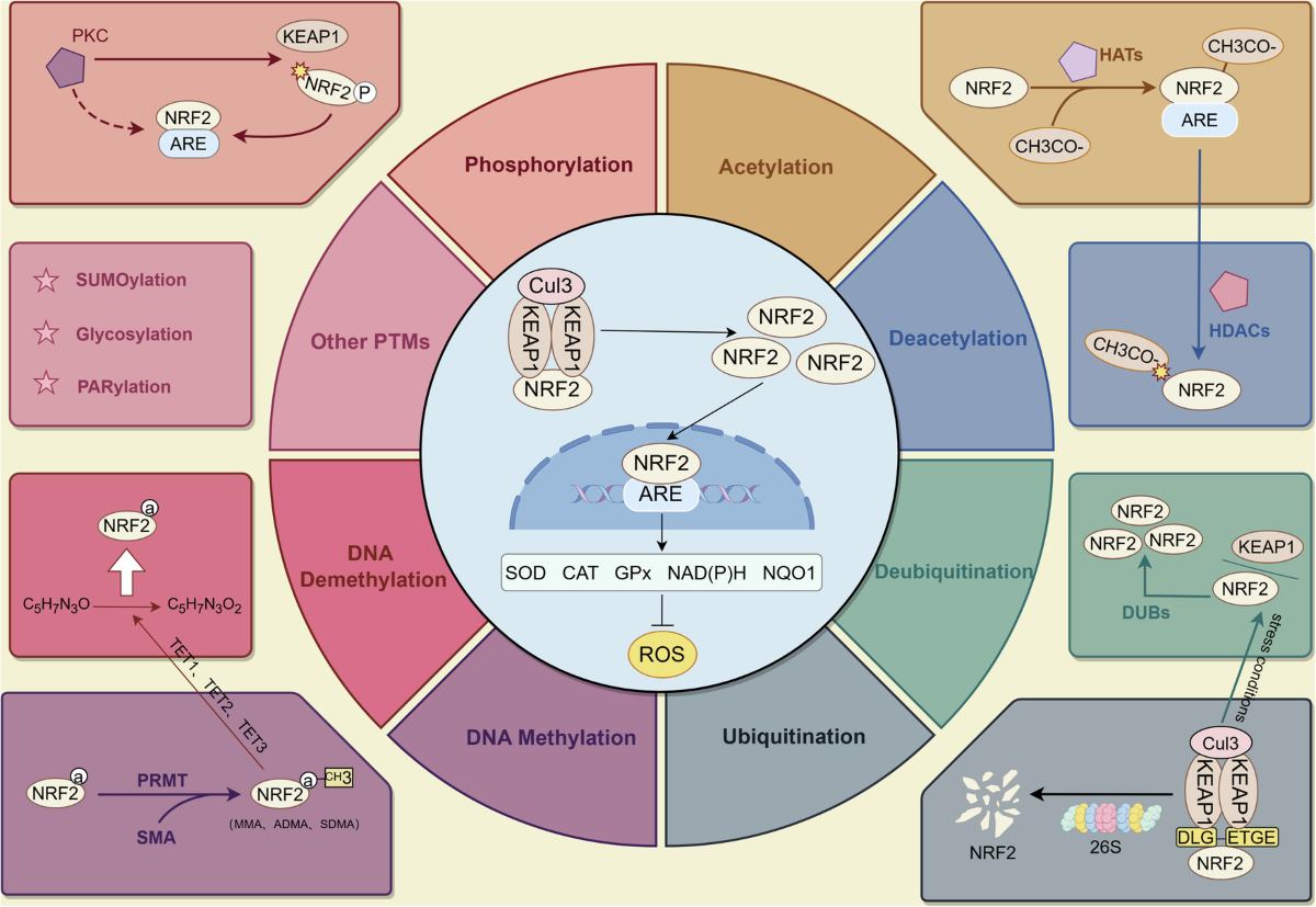 nrf2 and glutathione Targeting epigenetic and post-translational modifications of NRF2: key  regulatory factors in disease treatment