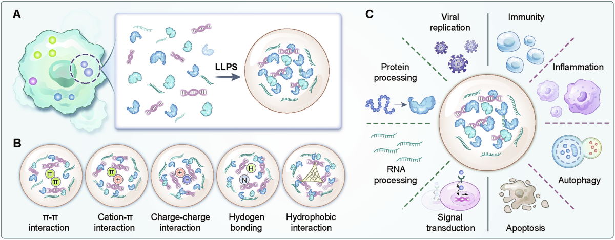 Liquidliquid phase separation: a potentially fundamental mechanism of sepsis | Cell Death Discovery Liquidliquid phase separation: a potentially fundamental mechanism of sepsis | Cell Death Discovery