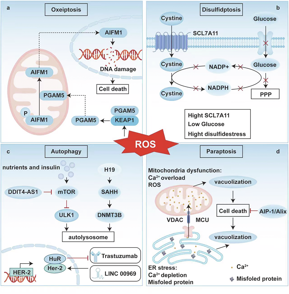 Targeting the redox-programmed cell death axis in breast cancer: from  molecular mechanisms to therapeutic resistance | Cell Death Discovery