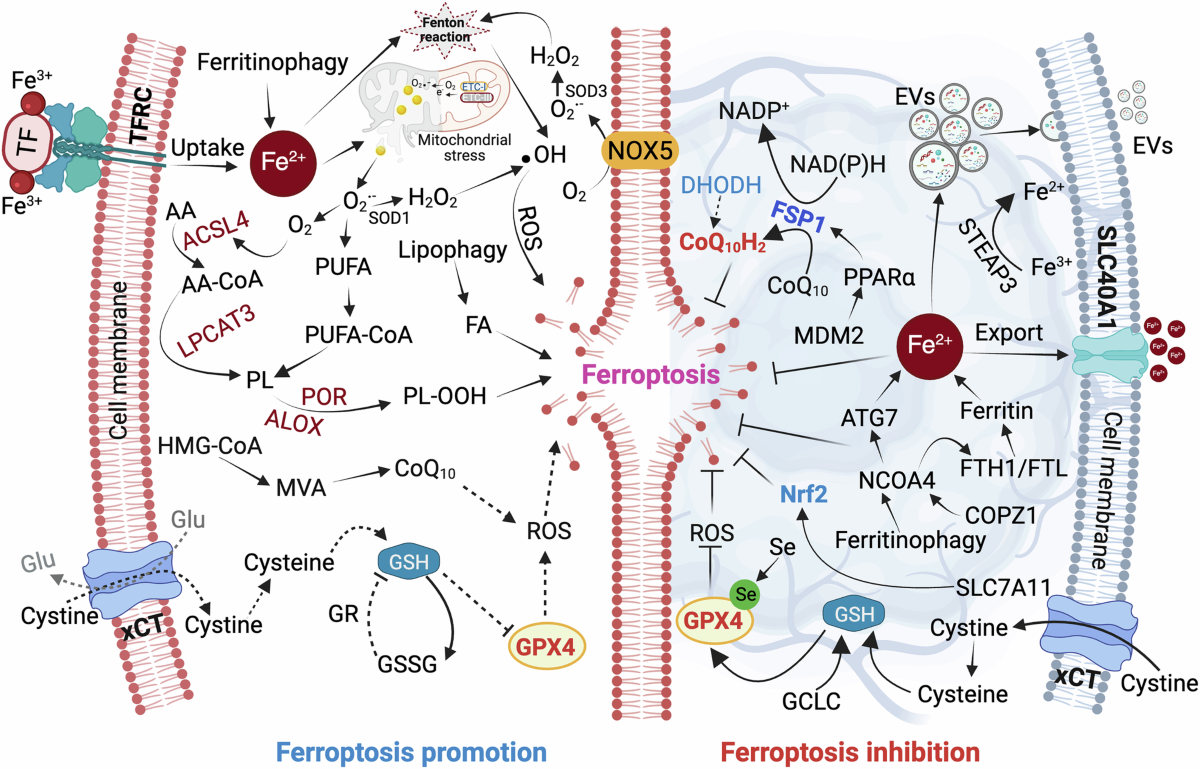 Harnessing ferroptosis to transform glioblastoma therapy and surmount  treatment resistance
