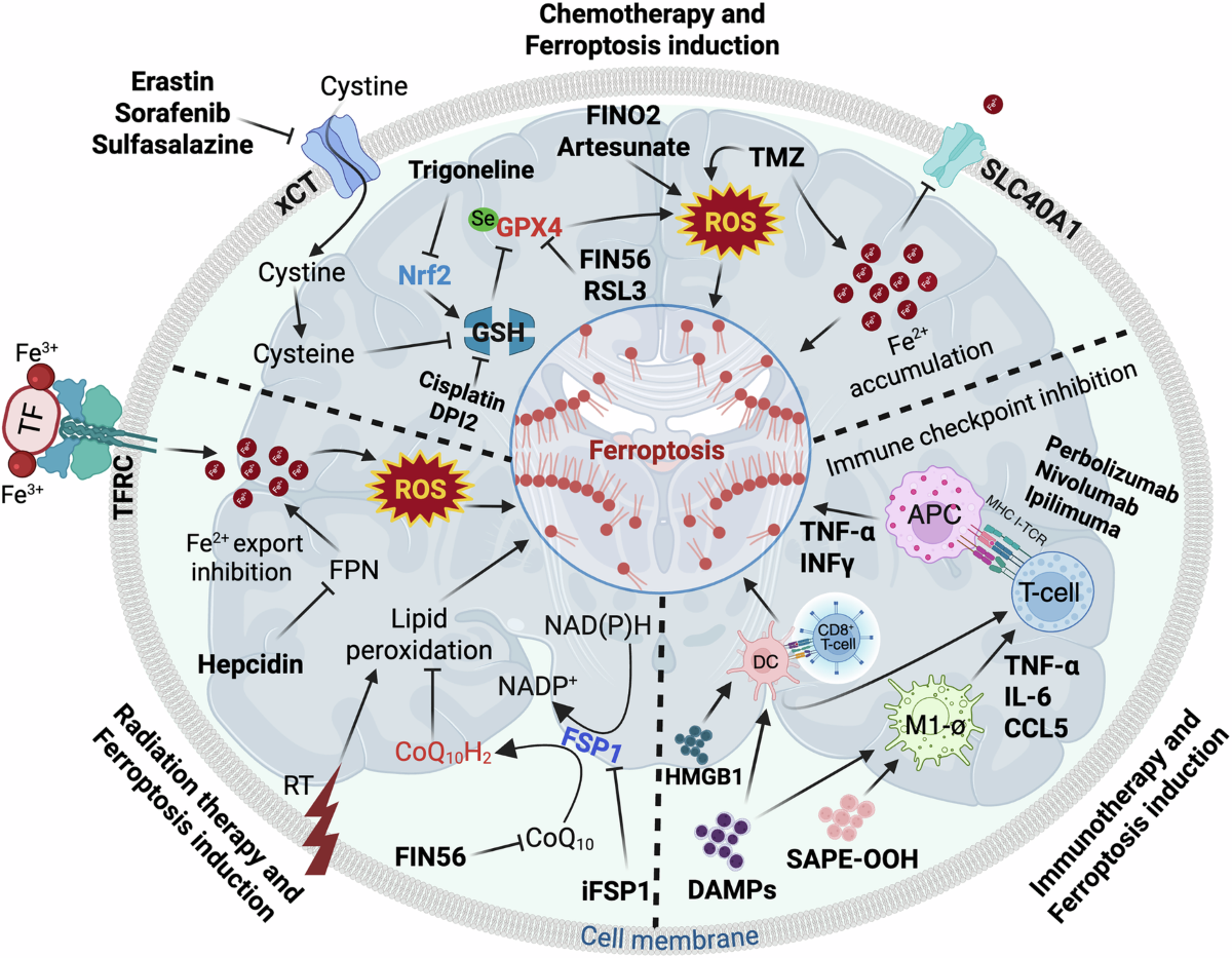 glutathione glioblastoma Harnessing ferroptosis to transform therapy and surmount treatment resistance orange flavored