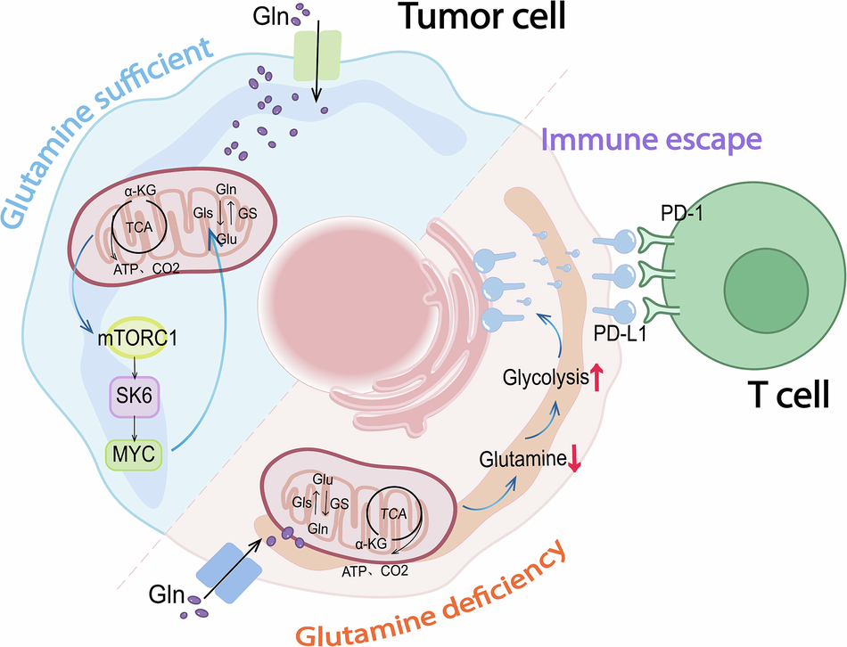 glutamine glutathione depletion Frontiers The Emerging Role of l-Glutamine