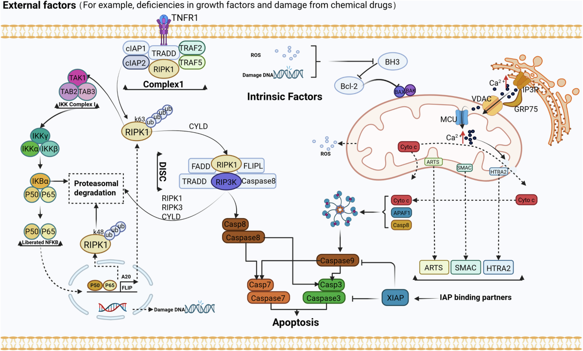 acetaminophen decreased glutathione The Metabolism of Acetaminophen and the Synthesis of Glutathione