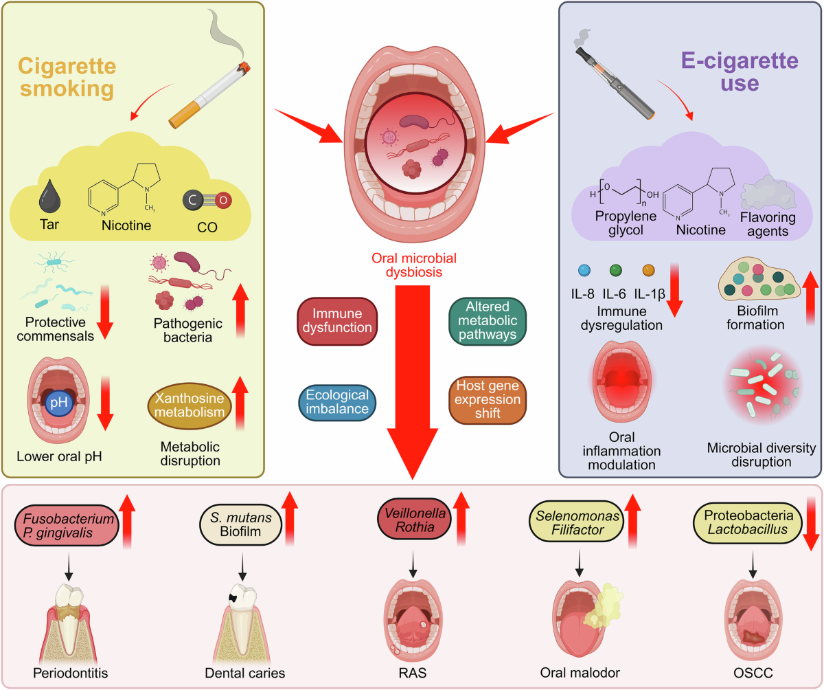 Smoking-induced microbial dysbiosis: a key driver of systemic diseases and  emerging therapeutic opportunities