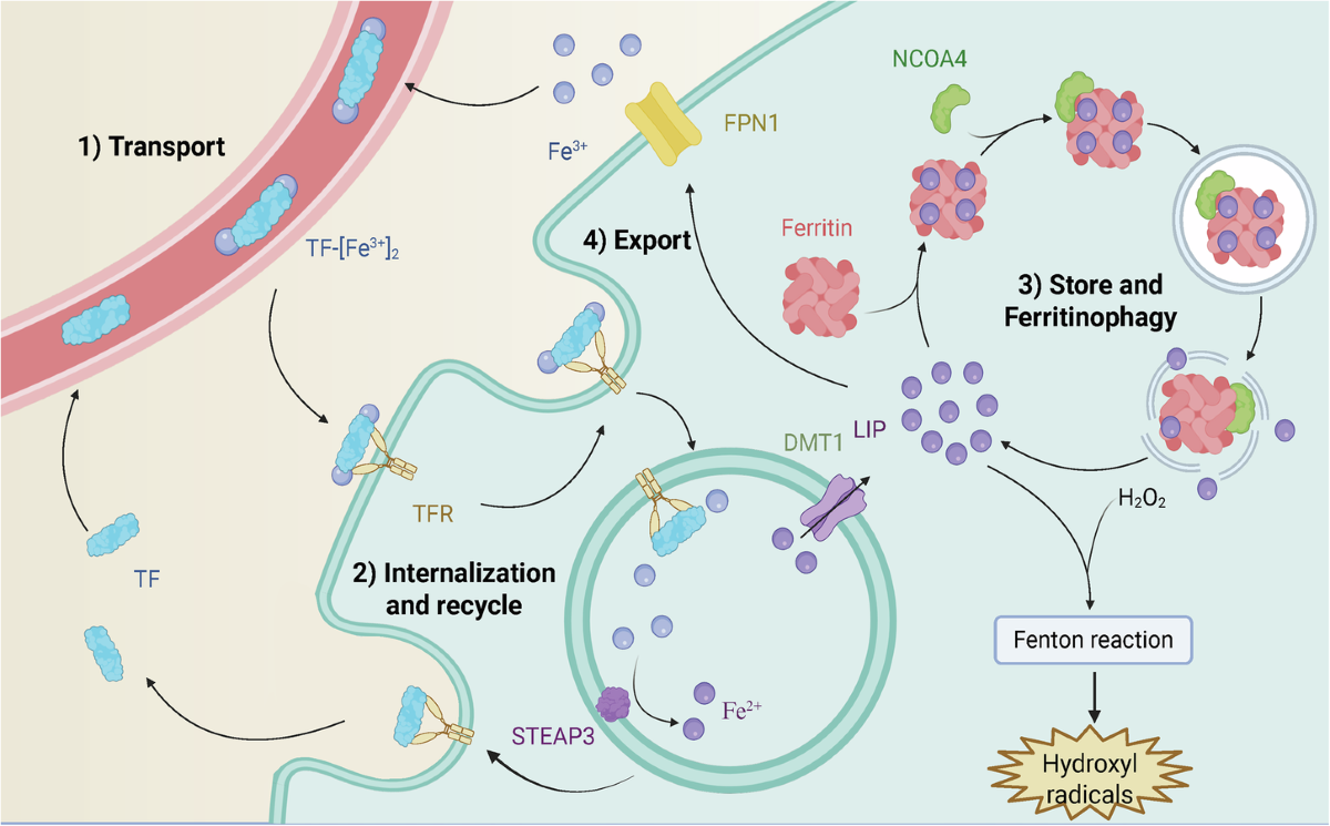 Navigating the complexities of ferroptosis in pancreatic ductal  adenocarcinoma: roles, mechanisms and potential applications