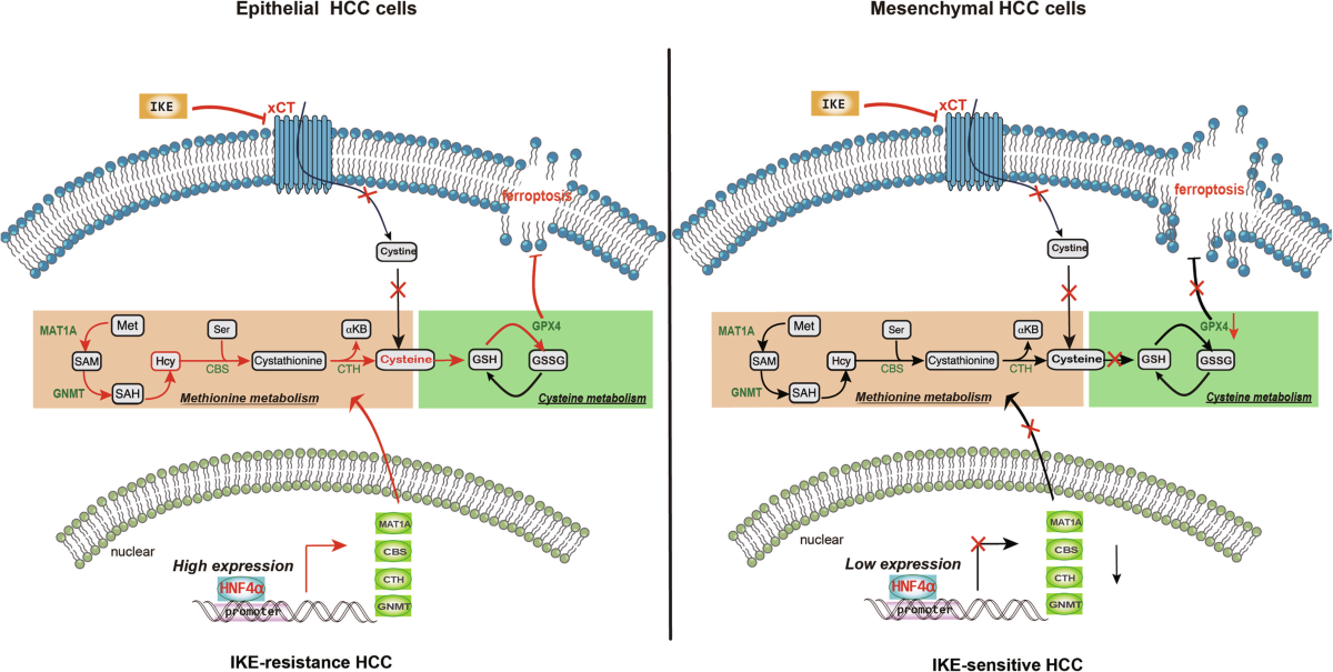 Activation of methionine metabolism mediated by HNF4α confers ferroptosis resistance in hepatocellular carcinoma