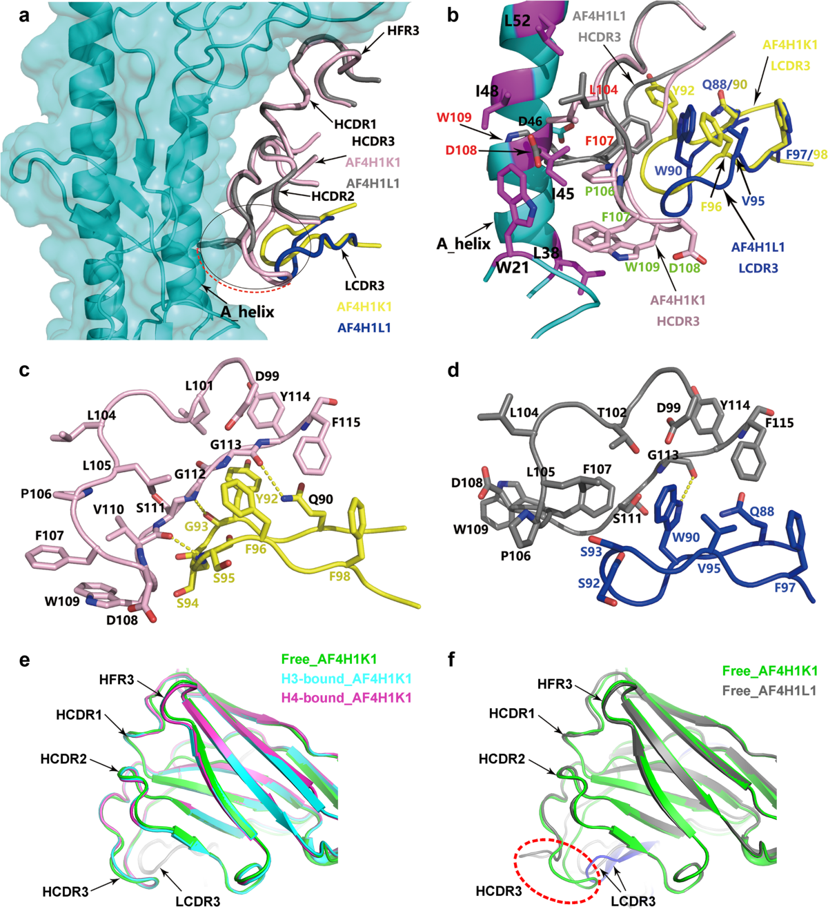 Light chain modulates heavy chain conformation to change protection profile  of monoclonal antibodies against influenza A viruses | Cell Discovery