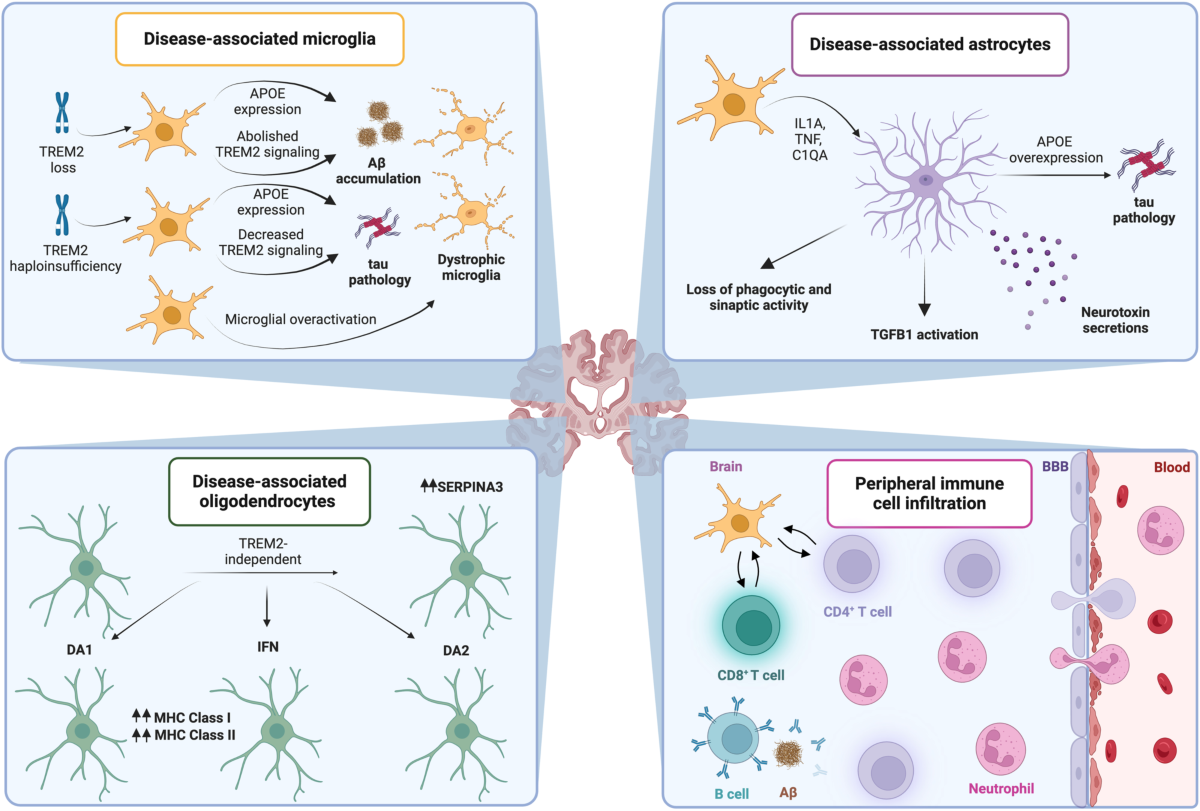 Immunological aspects of central neurodegeneration | Cell Discovery
