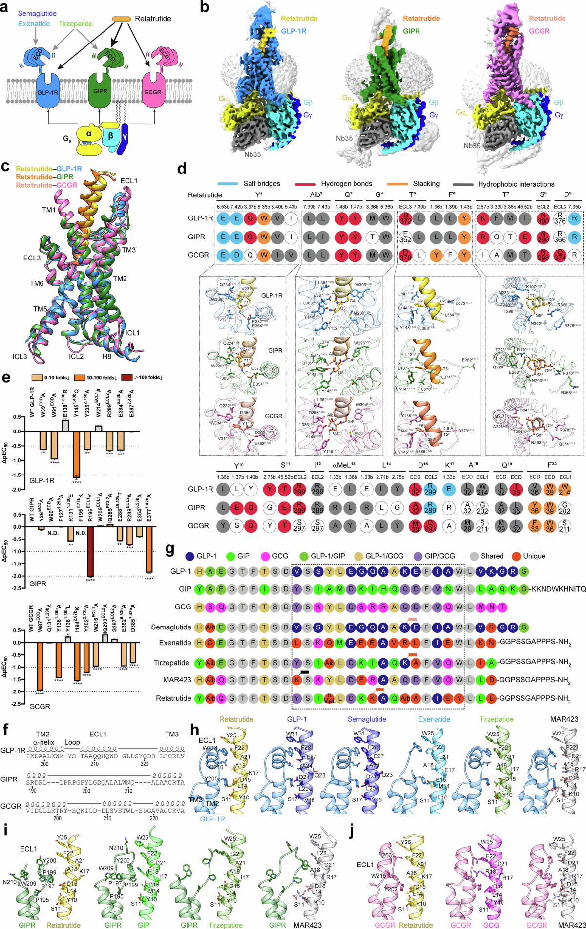 retatrutide glp-1 gip glucagon triple agonist Structural insights into the triple agonism at GLP-1R, GIPR and GCGR  manifested by retatrutide