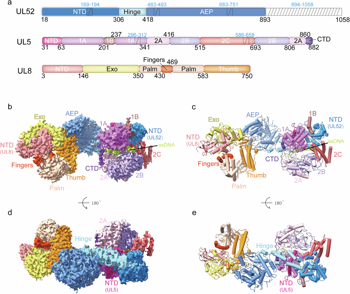 Structural and mechanistic insights into the herpes simplex virus 