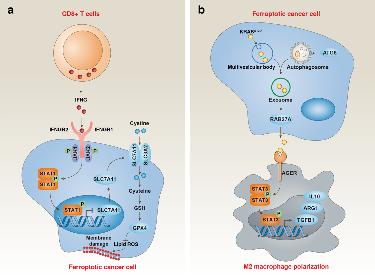 Ferroptosis: molecular mechanisms and health implications | Cell Research