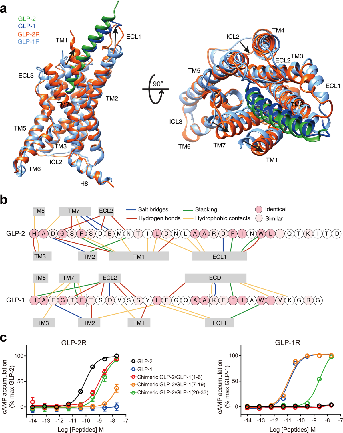 glp-2 vs glp-1 A unique hormonal recognition feature of the human glucagon-like peptide-2  receptor
