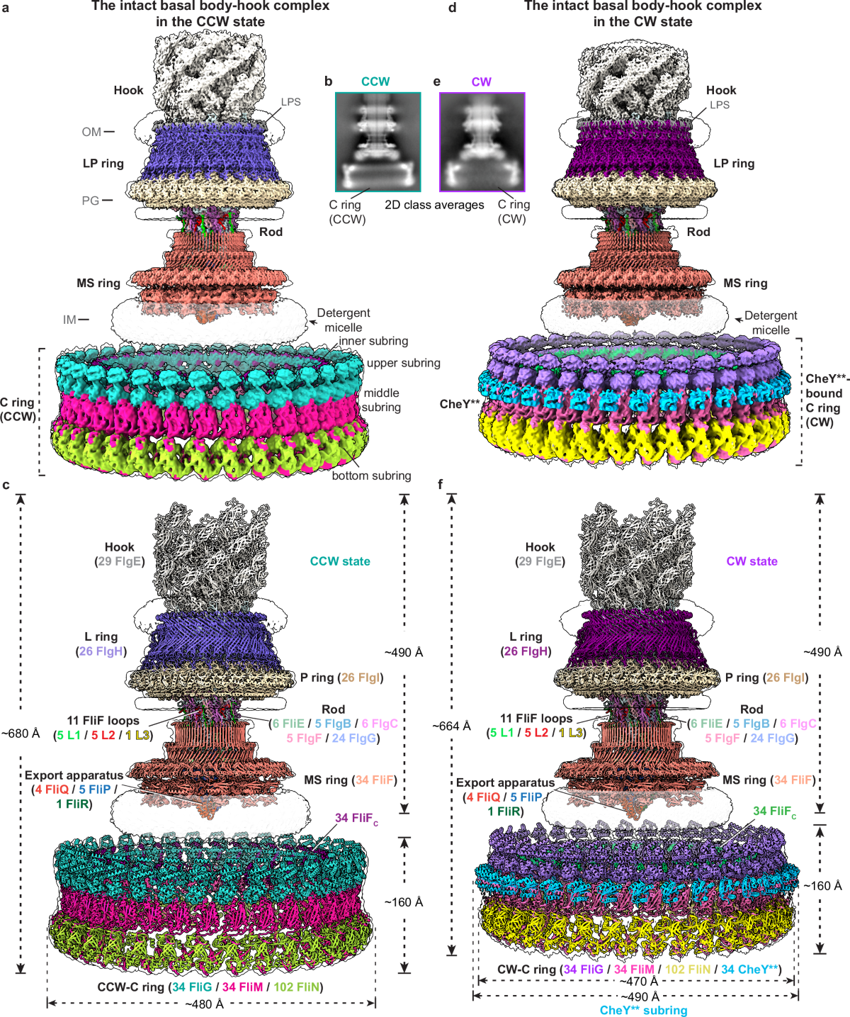 Structural basis of the bacterial flagellar motor rotational switching |  Cell Research