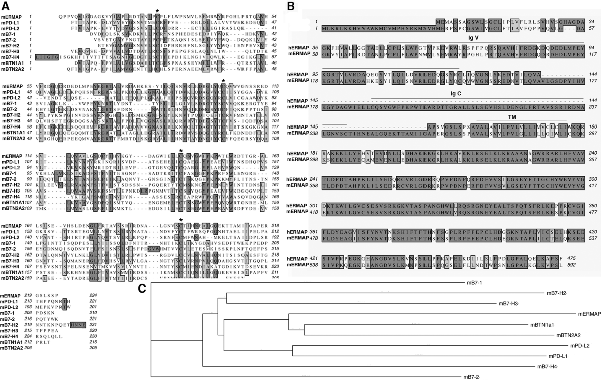 ERMAP is a B7 family-related molecule that negatively regulates T cell and  macrophage responses | Cellular & Molecular Immunology