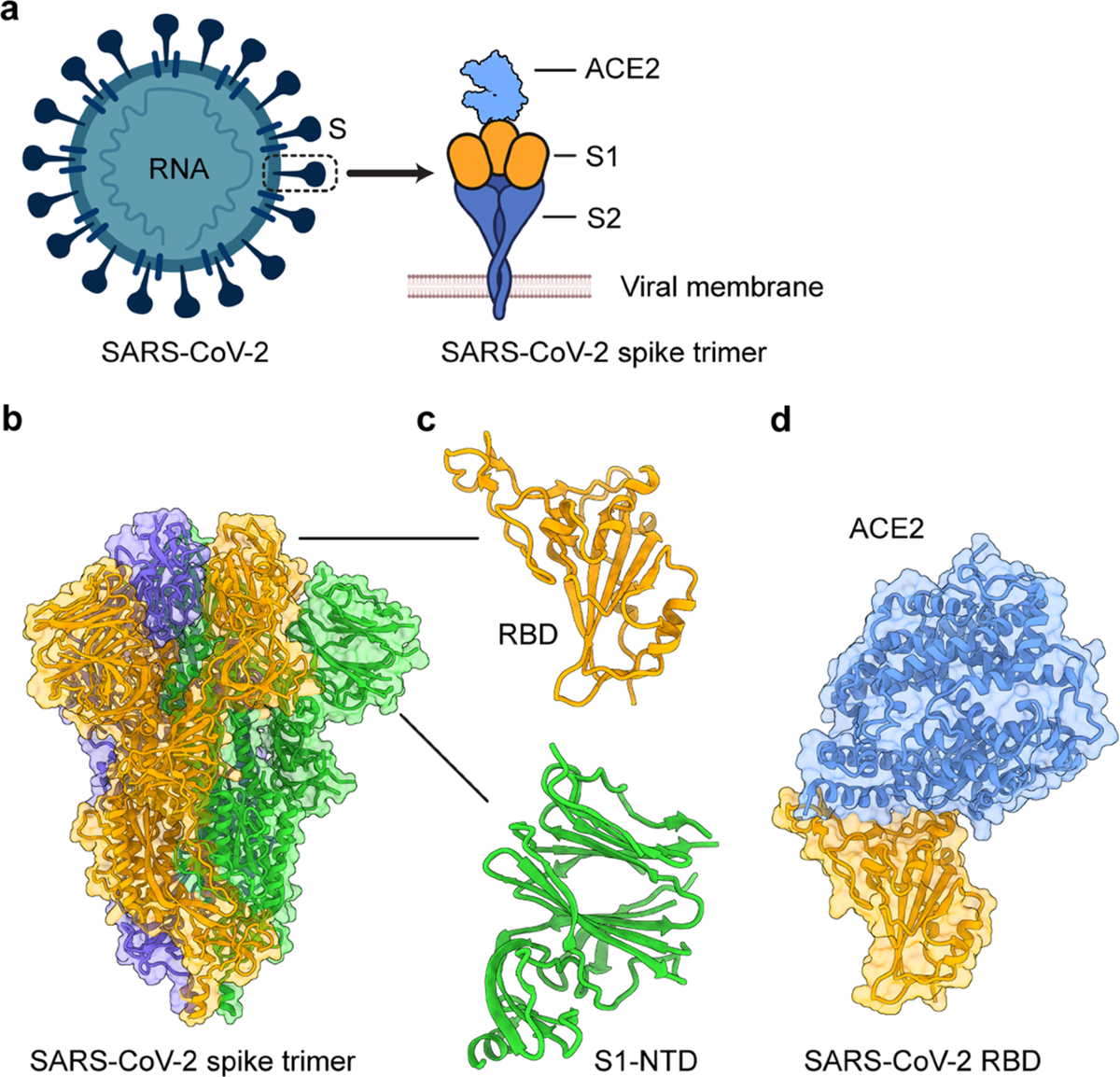 Neutralizing antibodies for the prevention and treatment of COVID-19 |  Cellular & Molecular Immunology