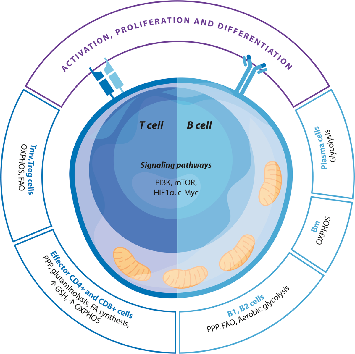 Redox regulation of the immune response | Cellular & Molecular Immunology