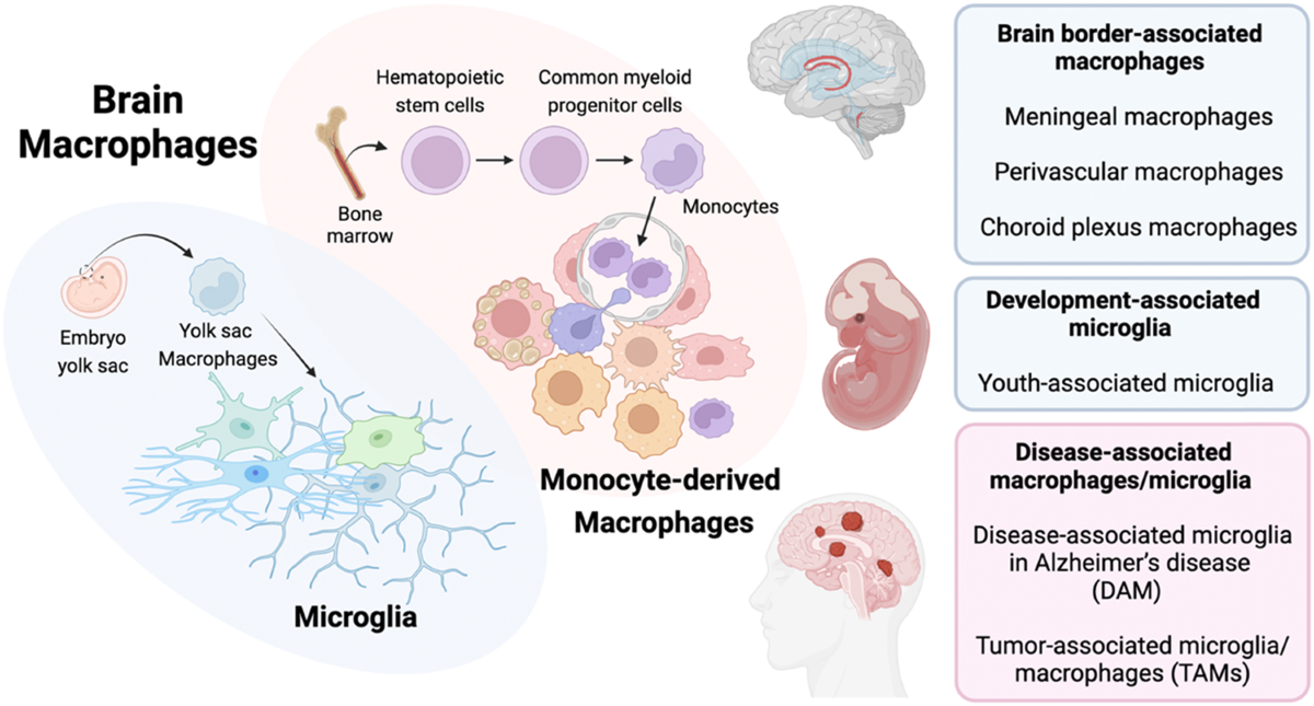 Brain macrophage development, diversity and dysregulation in health and  disease | Cellular & Molecular Immunology