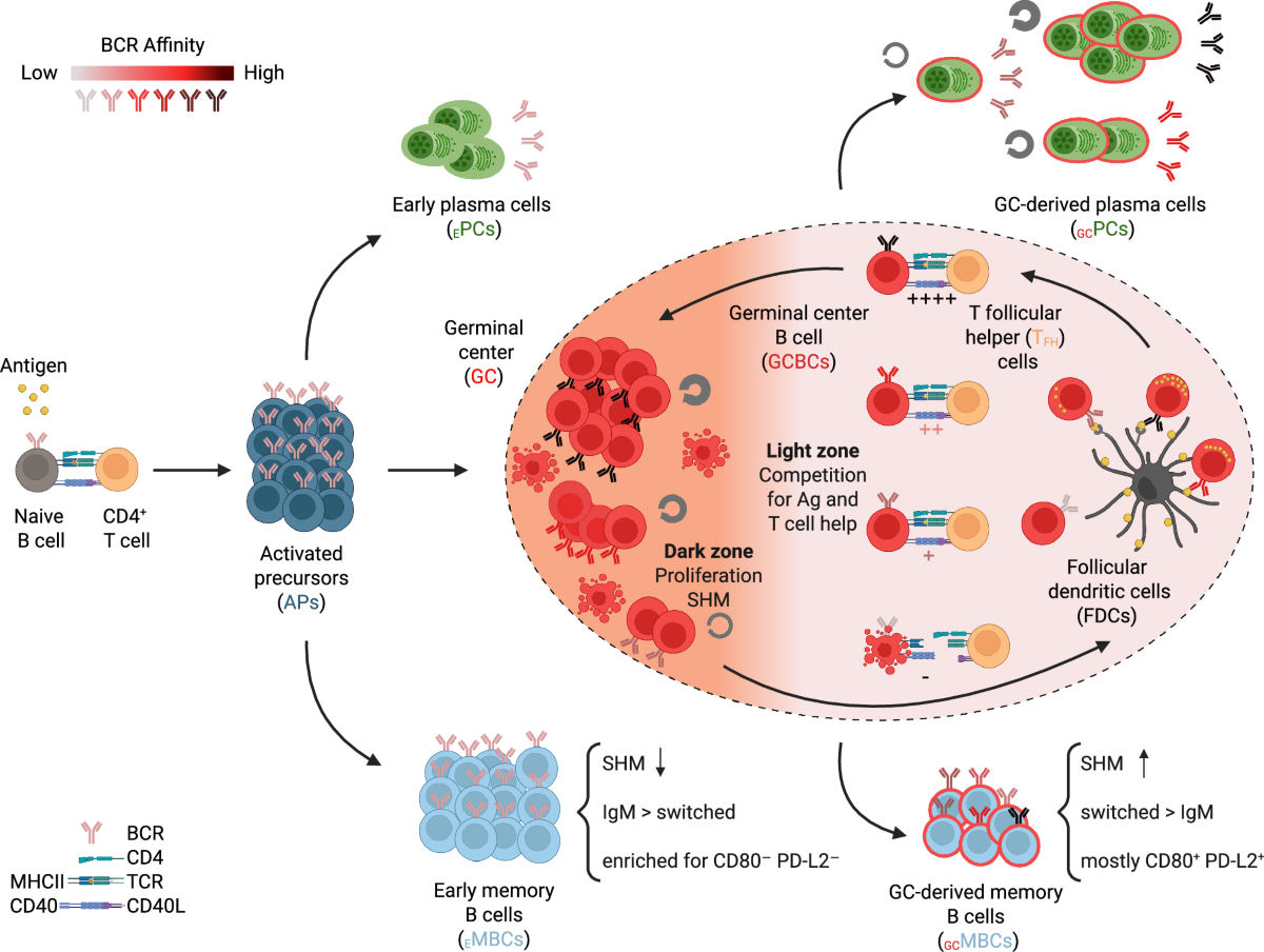 About - Dialysis Controversies | CiDA Controversies in Dialysis, image size:1200x904