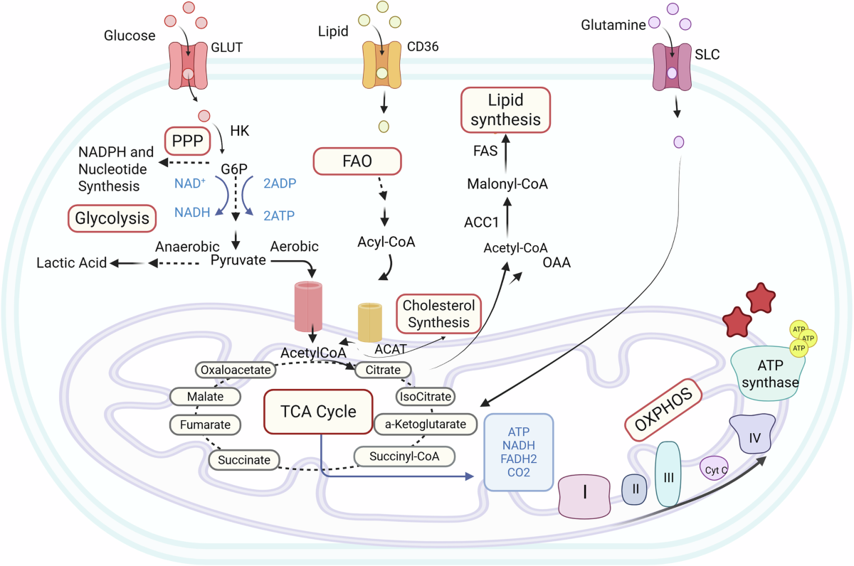 what depletes glutathione Metabolic switch: lymphocytes and the onset of T-cell-mediated autoimmunity Quantity:3 pcs. Unic The hair follicle cycle