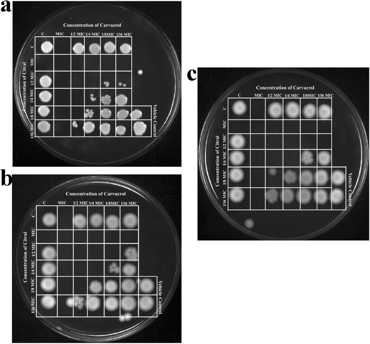 Synergistic anti-virulence efficacy of citral and carvacrol against mixed  vaginitis causing Candida albicans and Gardnerella vaginalis: An in vitro  and in vivo study | The Journal of Antibiotics