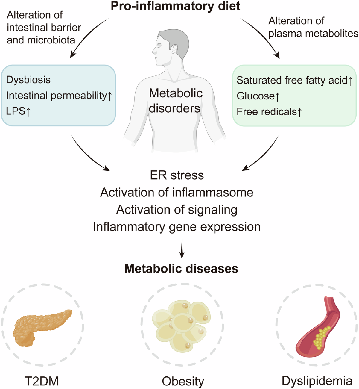 The role of dietary inflammatory index in metabolic diseases: the 