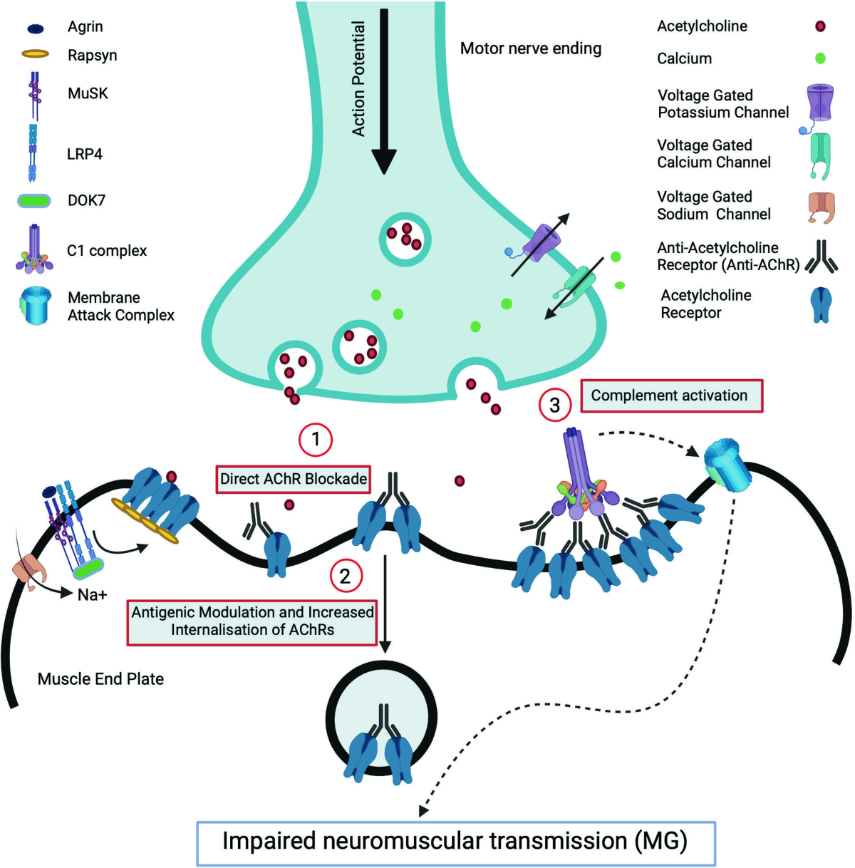 l-carnitine with tirzepatide Tirzepatide + L-Carnitine