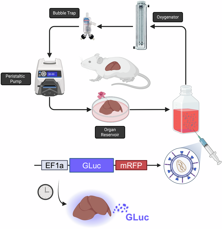 bulletproof glutathione old version syringe The Power of Euphoria Medspa Ex vivo machine perfusion as