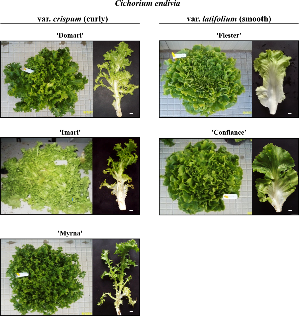 Transcriptome driven characterization of curly- and smooth-leafed endives  reveals molecular differences in the sesquiterpenoid pathway | Horticulture  Research, image size:1200x1268