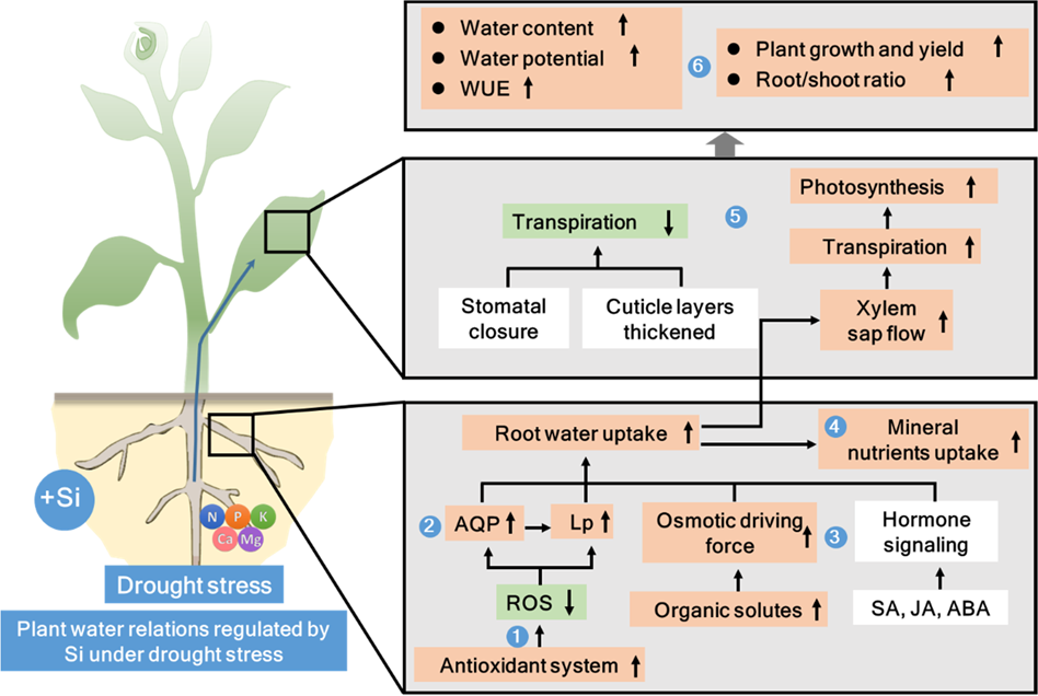 Functions of silicon in plant drought stress responses | Horticulture  Research