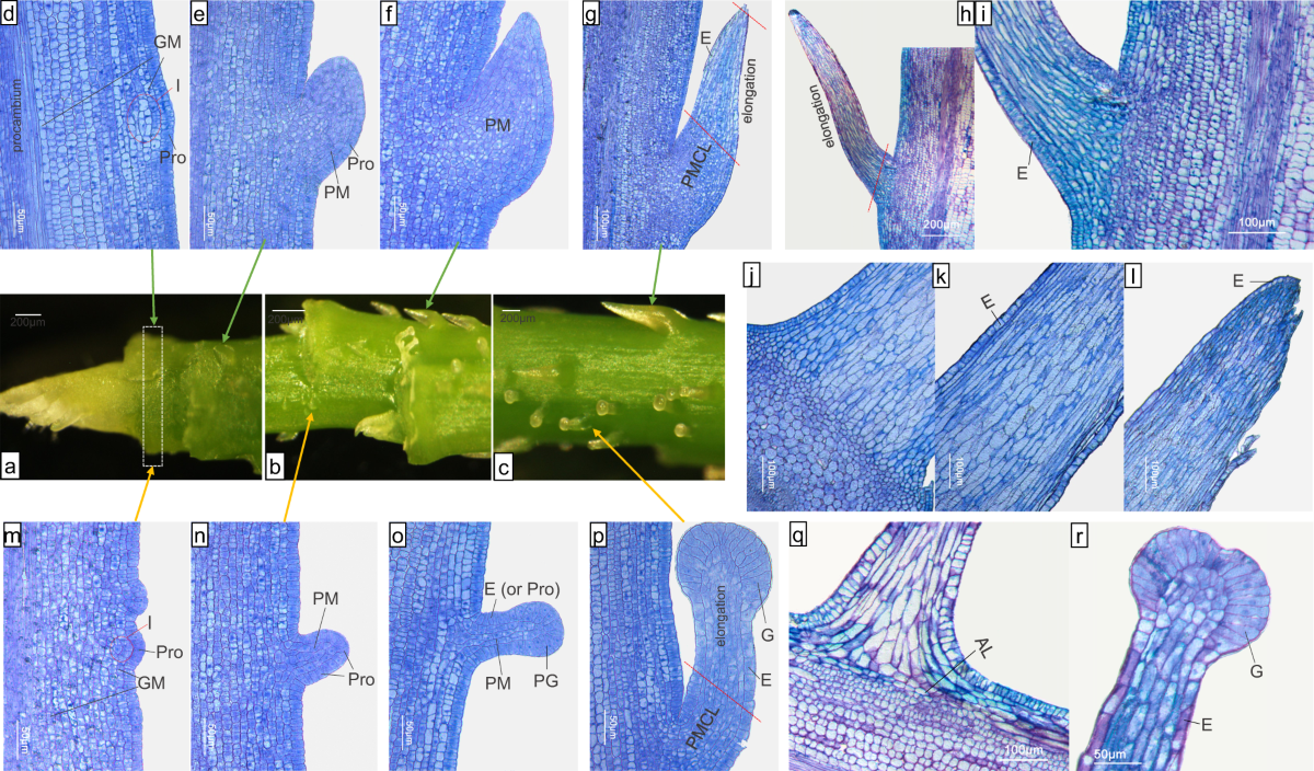 Detailed view of rose stem prickles showing anatomical structure