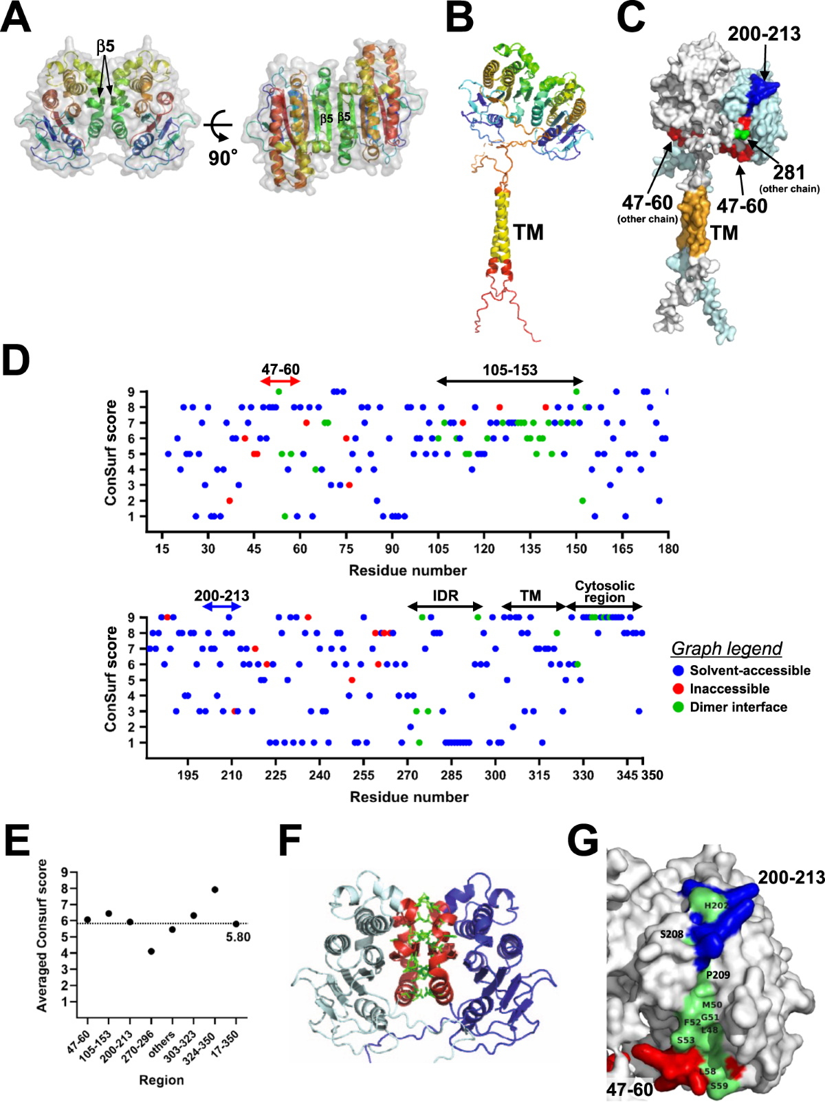 Mapping the protein binding site of the (pro)renin receptor using in silico  3D structural analysis | Hypertension Research
