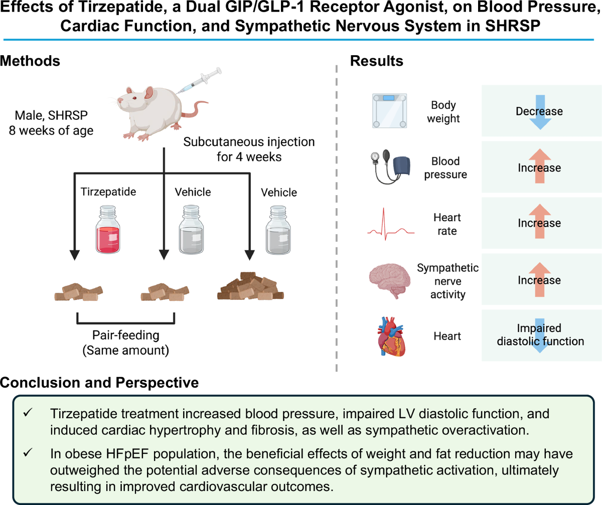 Effects of tirzepatide, a dual GIP and GLP-1 receptor agonist, on blood  pressure, cardiac function, and sympathetic nervous system in stroke-prone  spontaneously hypertensive rats | Hypertension Research
