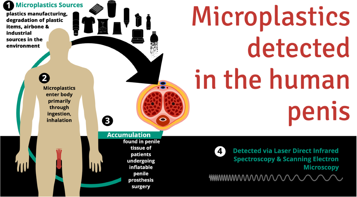 Detection of microplastics in the human penis | International Journal of  Impotence Research