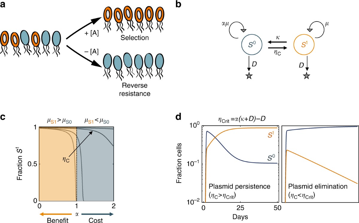 Persistence and reversal of plasmid-mediated antibiotic resistance | Nature  Communications