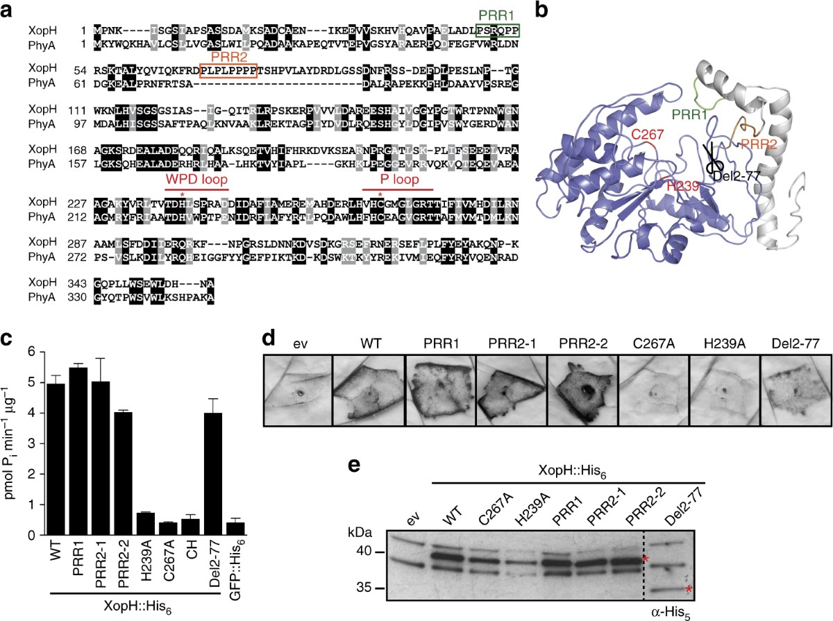 A 1-phytase type III effector interferes with plant hormone signaling |  Nature Communications