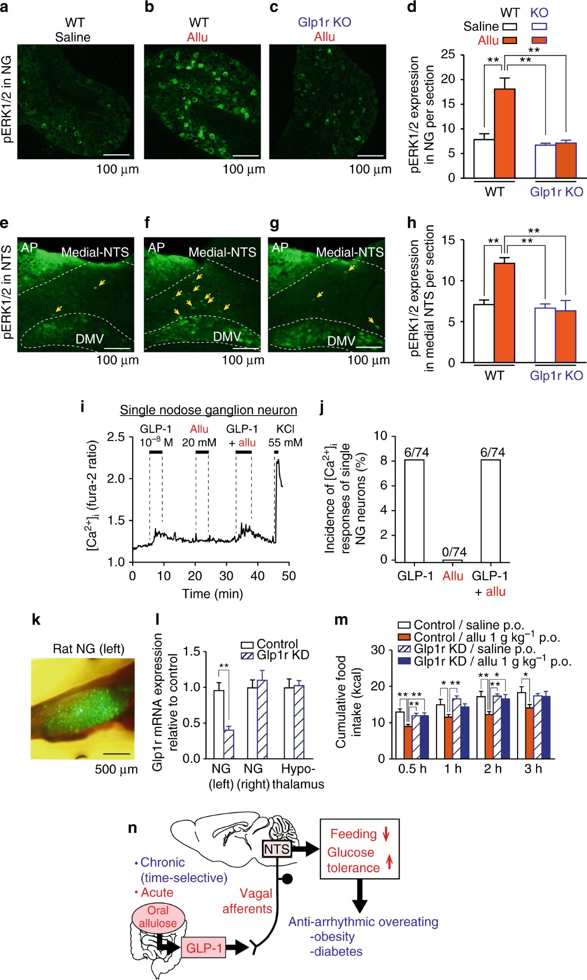 allulose glp 1 study GLP-1 release and vagal afferent activation mediate the beneficial  metabolic and chronotherapeutic effects of D-allulose