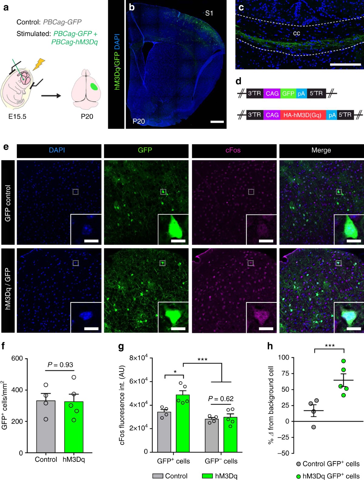 Pharmacogenetic stimulation of neuronal activity increases myelination in  an axon-specific manner | Nature Communications, image size:1200x1583