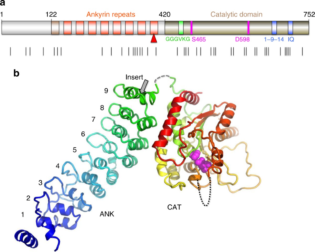 The structure of iPLA2β reveals dimeric active sites and suggests  mechanisms of regulation and localization | Nature Communications