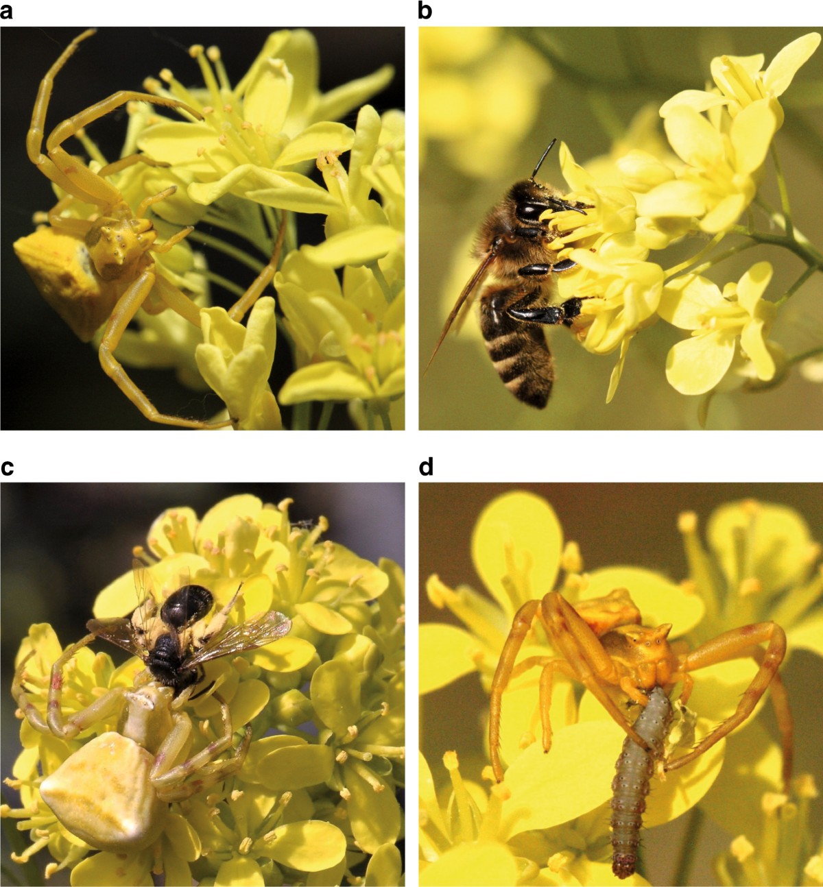 Crab spiders impact floral-signal evolution indirectly through 